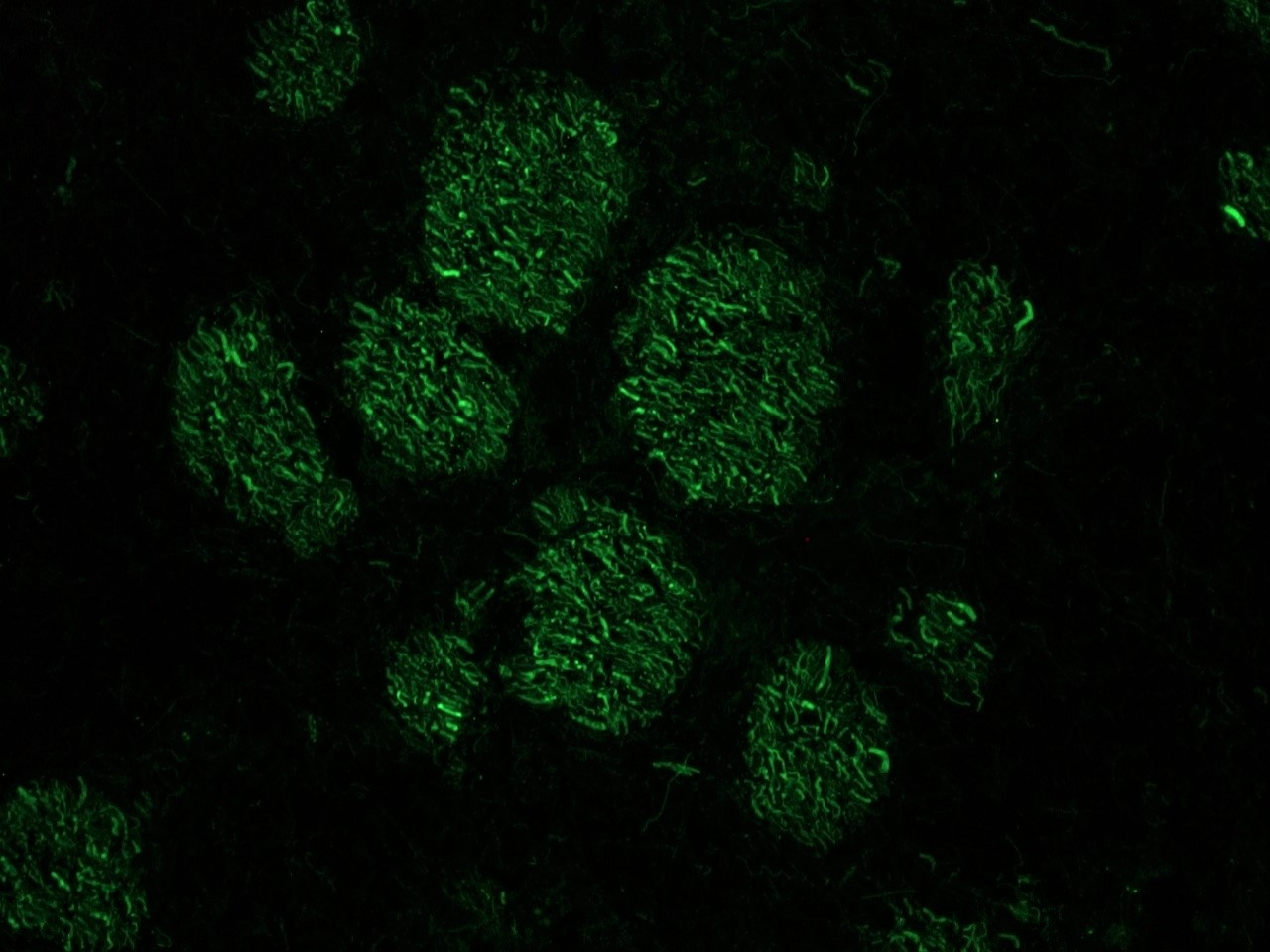 Figure 2. Indirect immunostaining of nerve fibers in a frozen section of rat brain using MUB1305P (clone RNF406) at a 1:100 dilution.